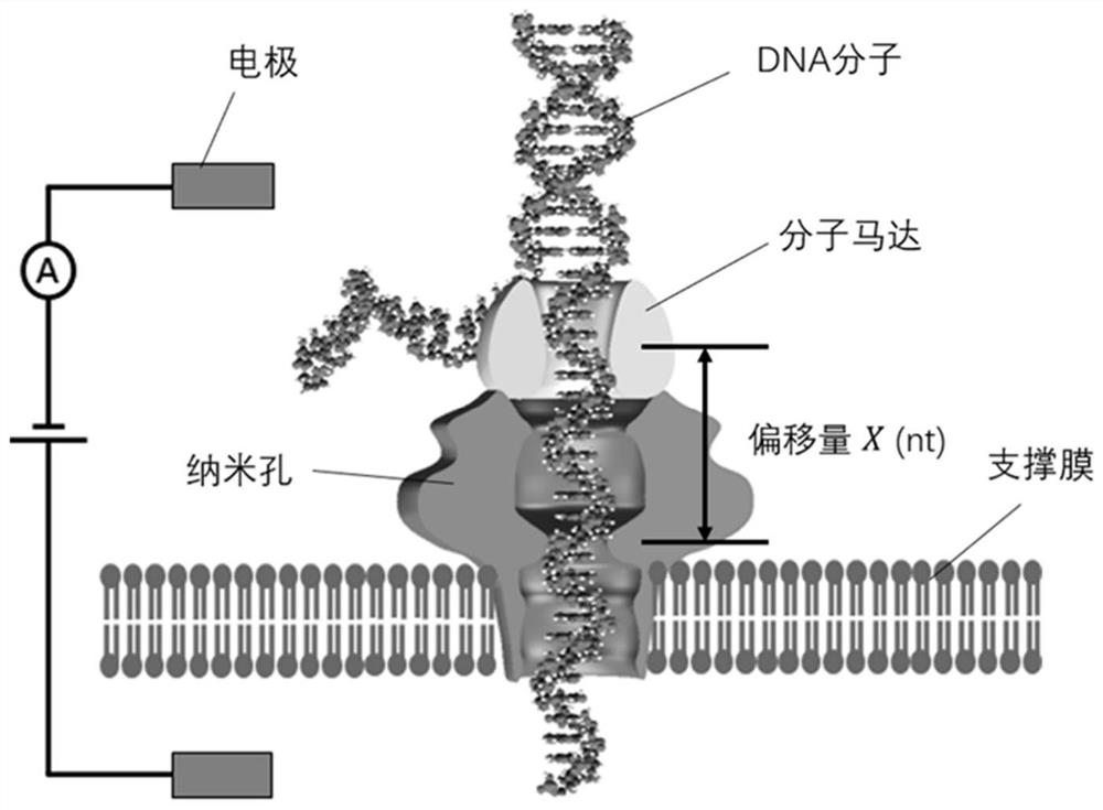 Force spectroscopy analysis method and analysis device based on nanopore sequencing