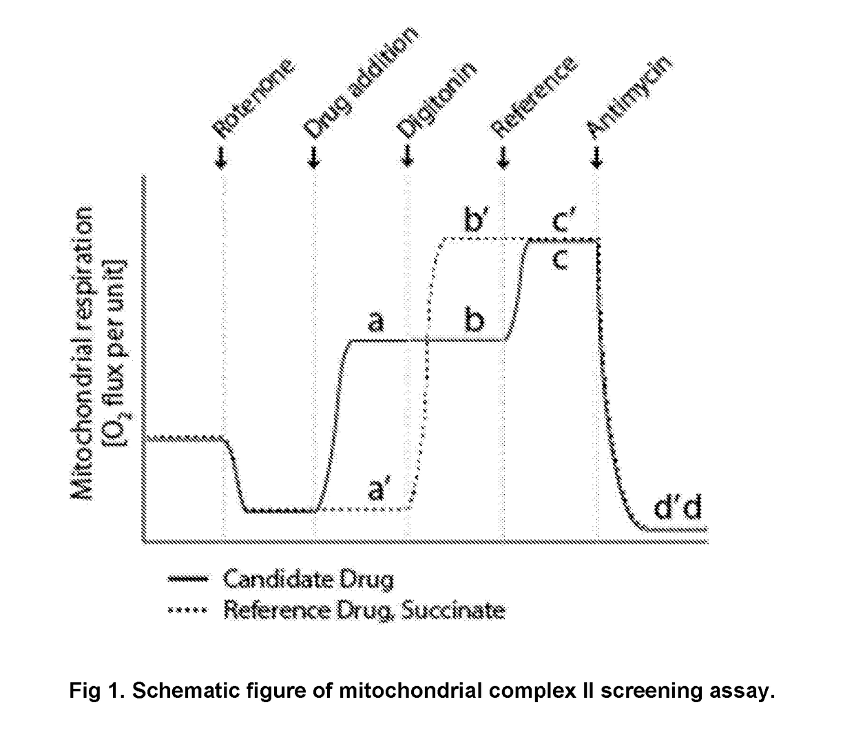 Protected succinates for enhancing mitochondrial ATP-production