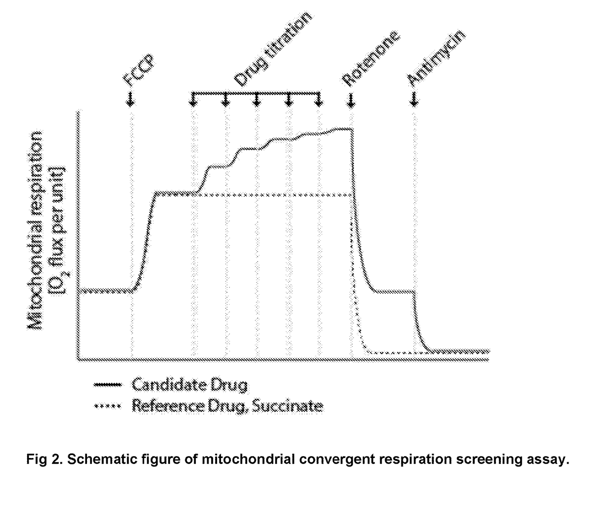 Protected succinates for enhancing mitochondrial ATP-production