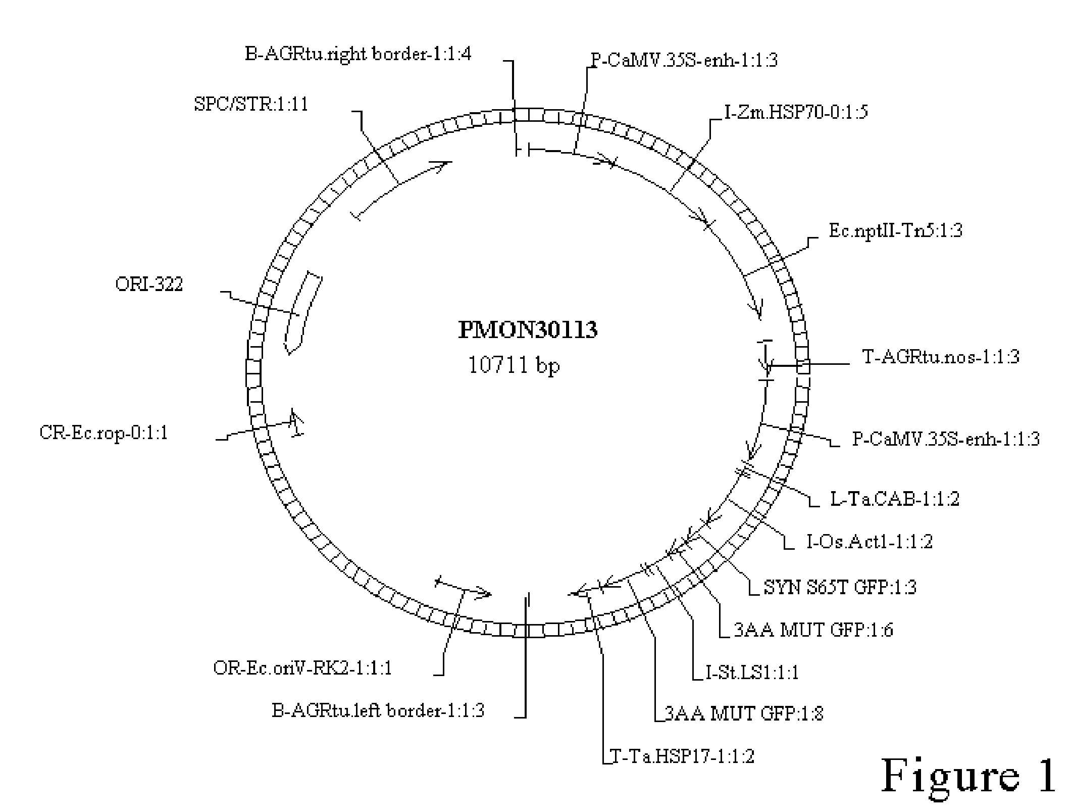 A Novel Method for Production of Transformed Dihaploid Corn Plants