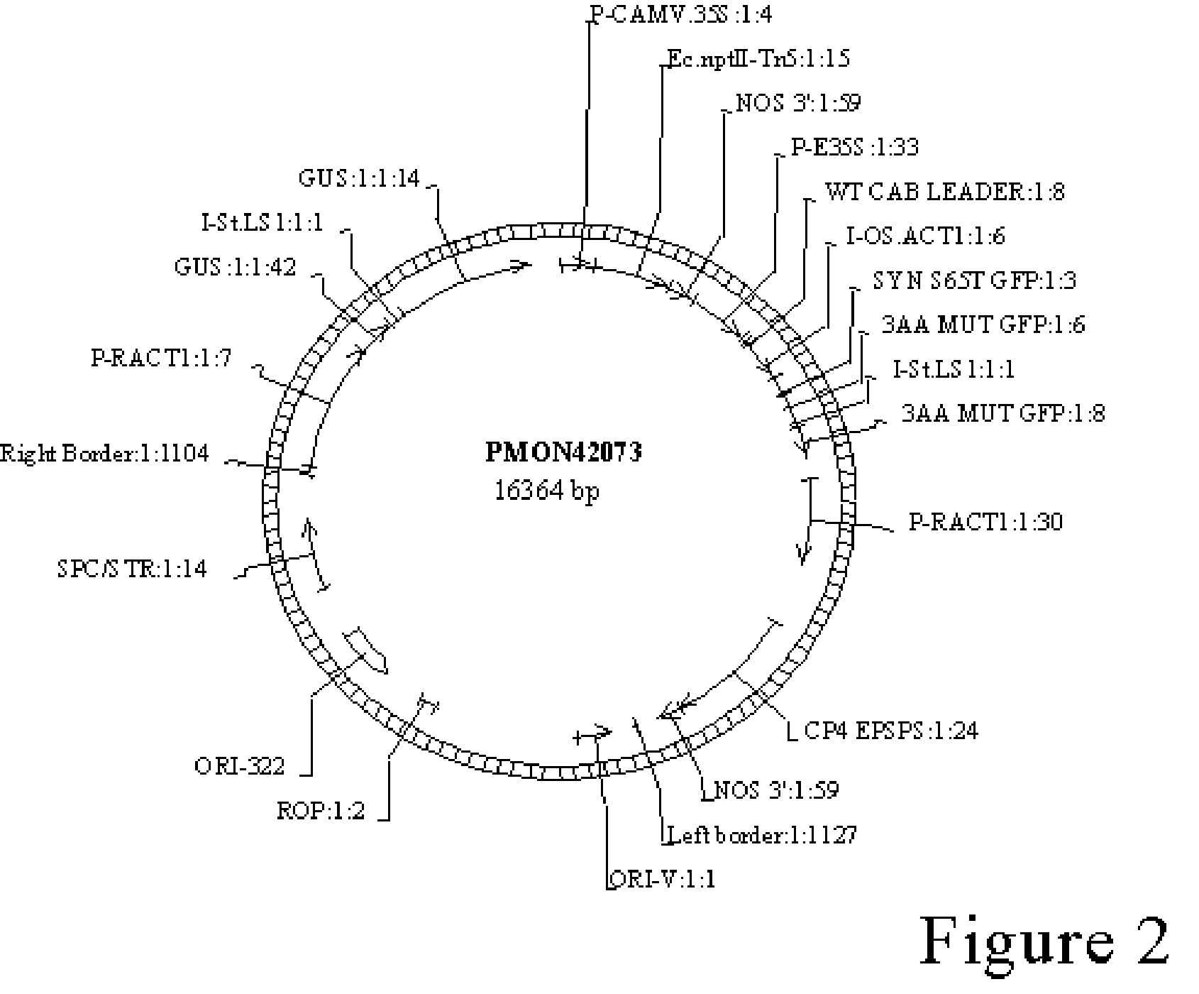 A Novel Method for Production of Transformed Dihaploid Corn Plants