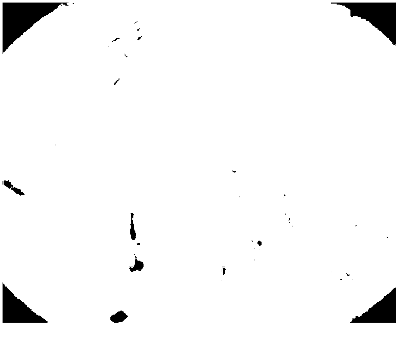 Bacillus sp. UTM03 and application thereof