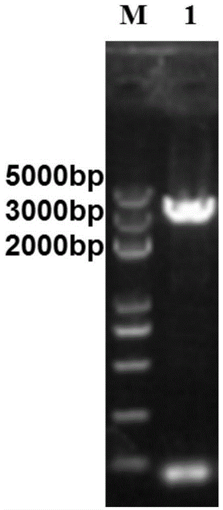 Method for improving expression level of trehalose synthase gene by molecular chaperone co-expression