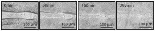 Shear force-responsive supramolecular bionic articular cartilage material with dynamic lubrication and self-repairing ability and preparation method thereof