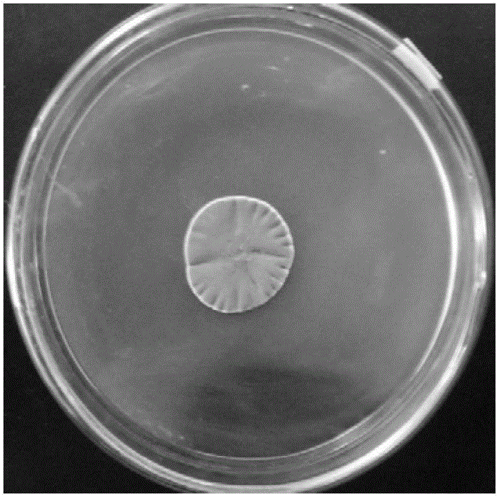 Penicillium fungus M1 and application thereof to increase of saponins yield in fermentation process of ginseng or American ginseng