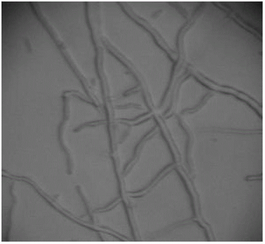 Penicillium fungus M1 and application thereof to increase of saponins yield in fermentation process of ginseng or American ginseng