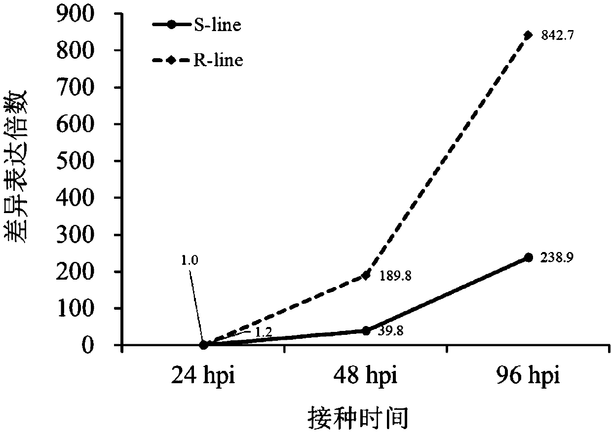 Sclerotinia sclerotiorum induced oilseed rape promoter pBnGH, identification method and application