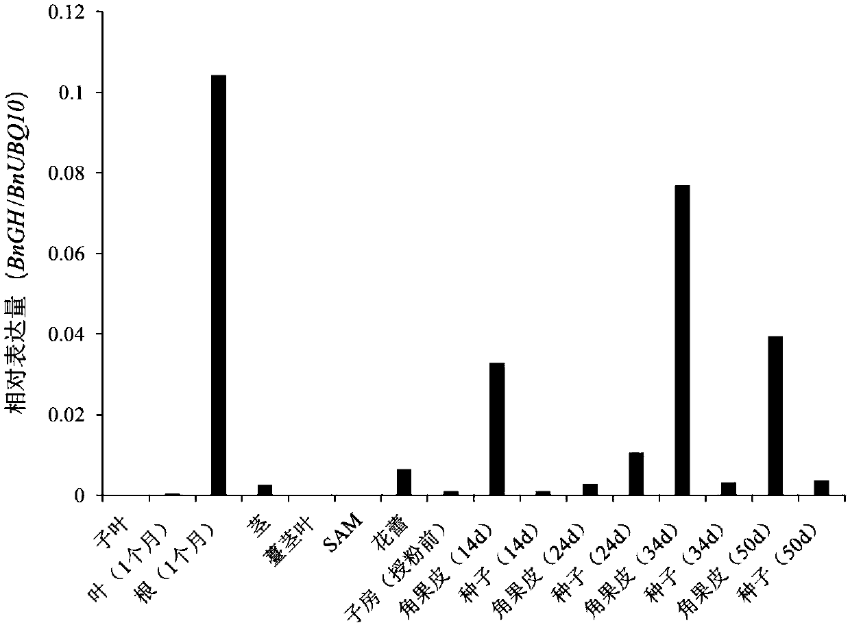 Sclerotinia sclerotiorum induced oilseed rape promoter pBnGH, identification method and application