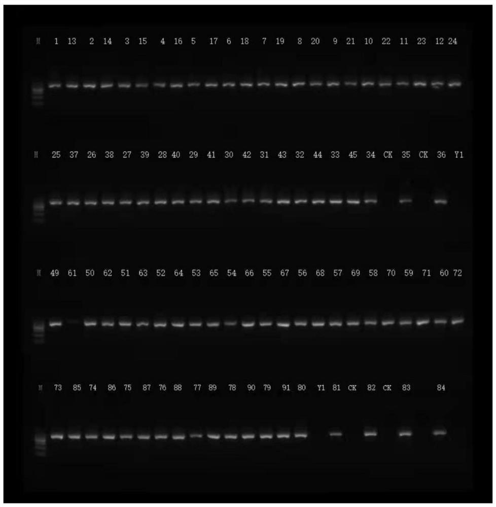 Collection method and application of intestinal flora