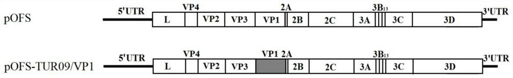 Foot-and-mouth disease O-type PanAsia-2 pedigree reserve vaccine strain as well as construction method and application thereof