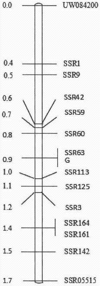 Molecular marker method of cucumber spire etiolation gene