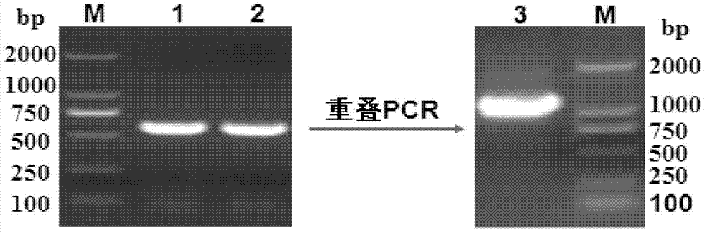 Haemophilus parasuis engineering strain with hhdA gene deletion and without resistance maker and construction method thereof