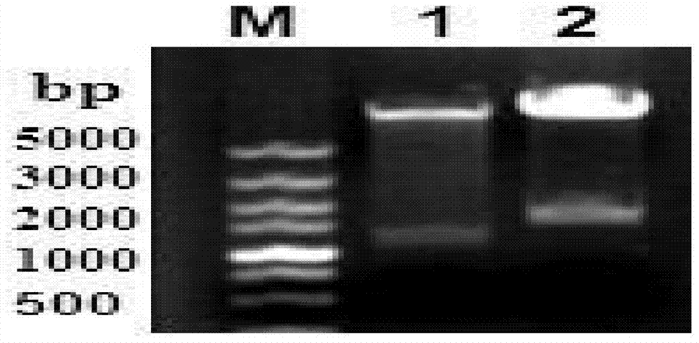 Haemophilus parasuis engineering strain with hhdA gene deletion and without resistance maker and construction method thereof