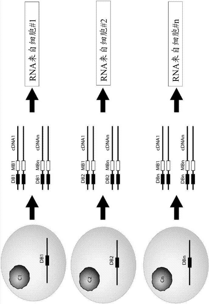 High-throughput nucleotide library sequencing