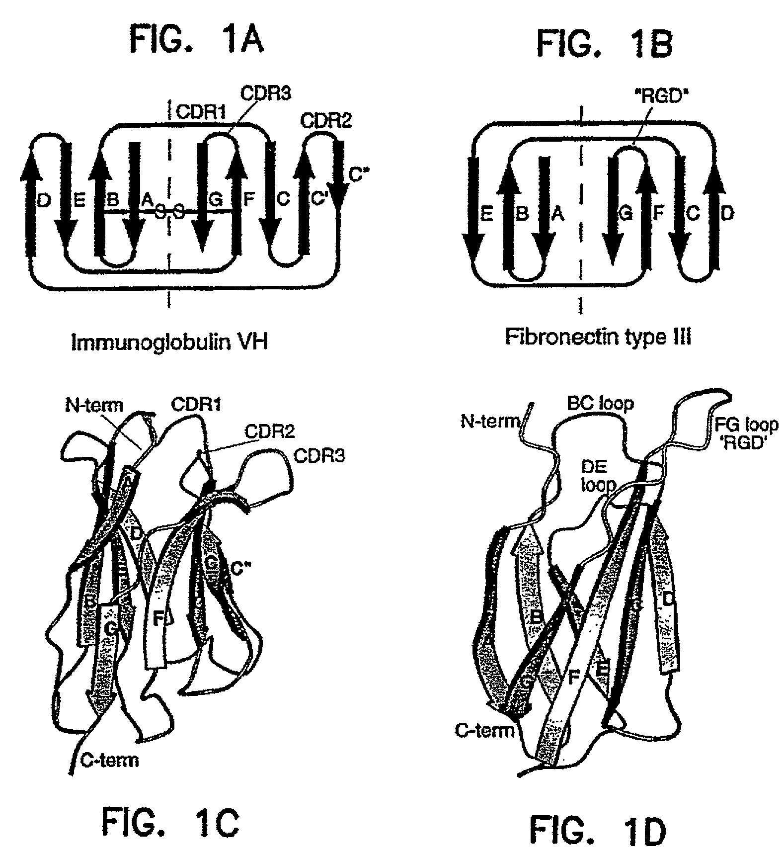 Binding polypeptides