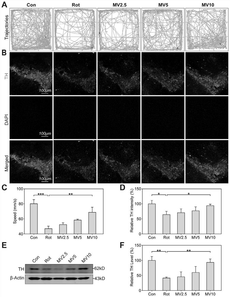 Application of mogroside V (MV) in preparation of medicine with protection effect on neuronal injury caused by Parkinson's disease (PD)