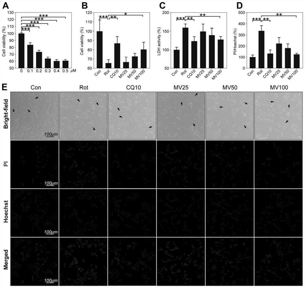 Application of mogroside V (MV) in preparation of medicine with protection effect on neuronal injury caused by Parkinson's disease (PD)