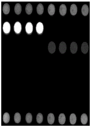 Gene chip for identification of six swine disease pathogens and detection method thereof