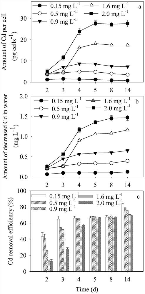 Biological treatment method for removing dissolved cadmium in water body