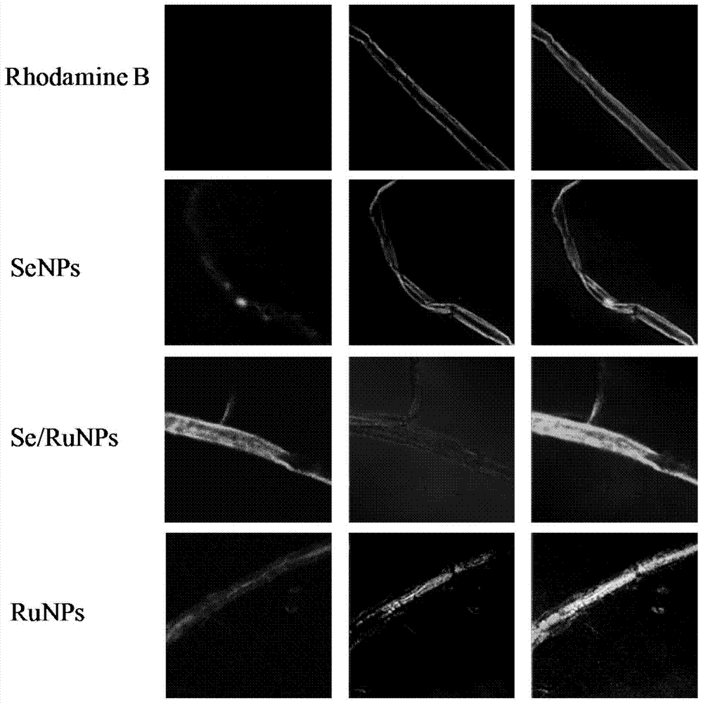 Nanoparticles for Inhibiting Aβ and Metal Ion-Induced Aggregation and Its Preparation and Application