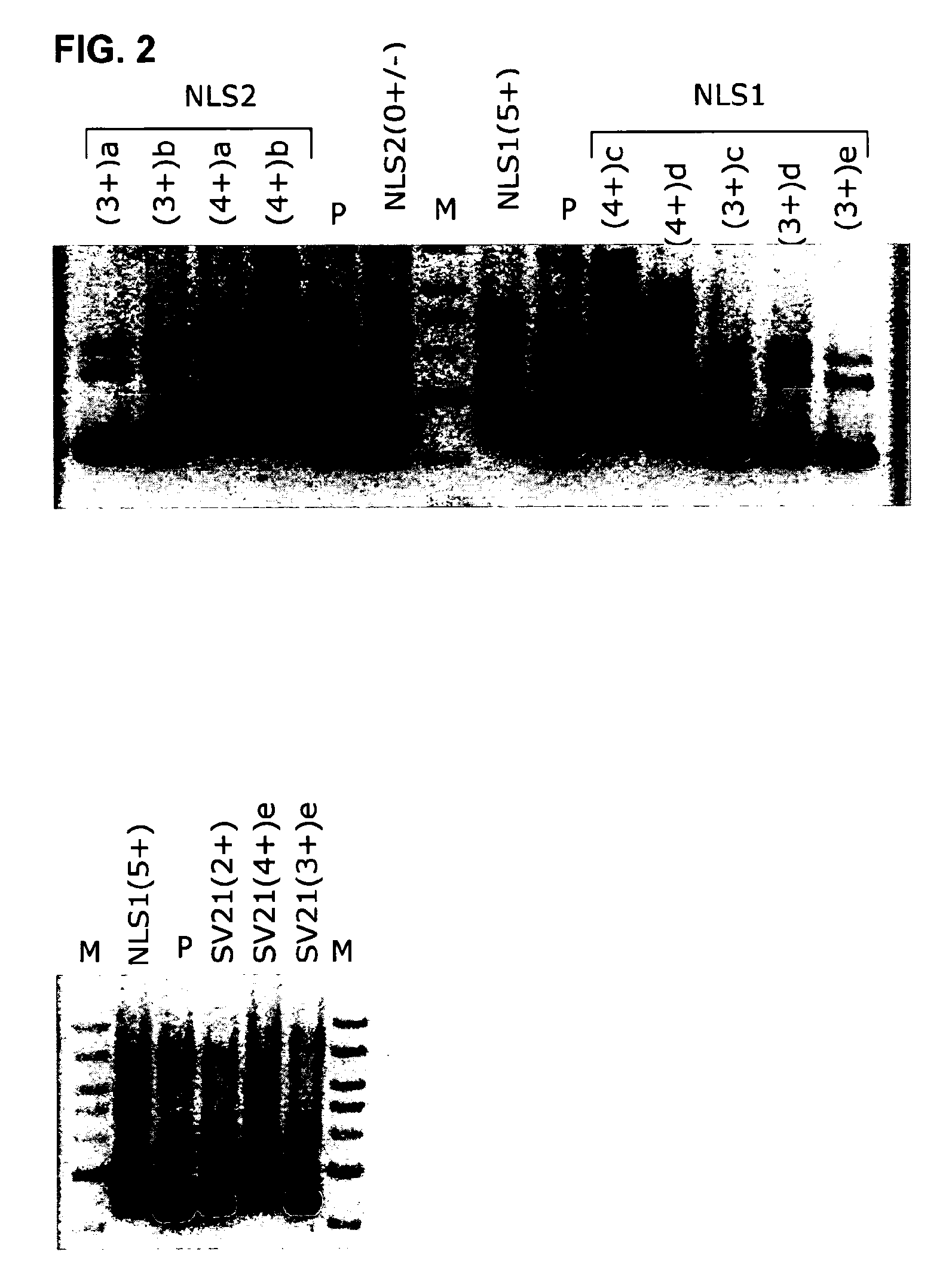 Nuclear transport agent and method for producing said agent