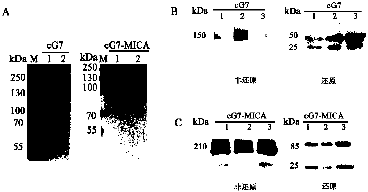 Preparation method and application of bispecific antibody targeting CD24 (cluster of differentiation 24) and activating NK cells (natural killer cells)