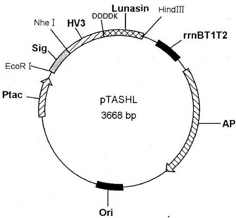 Method of preparing recombinant small molecular protein or polypeptide with hirudin as fusion partner