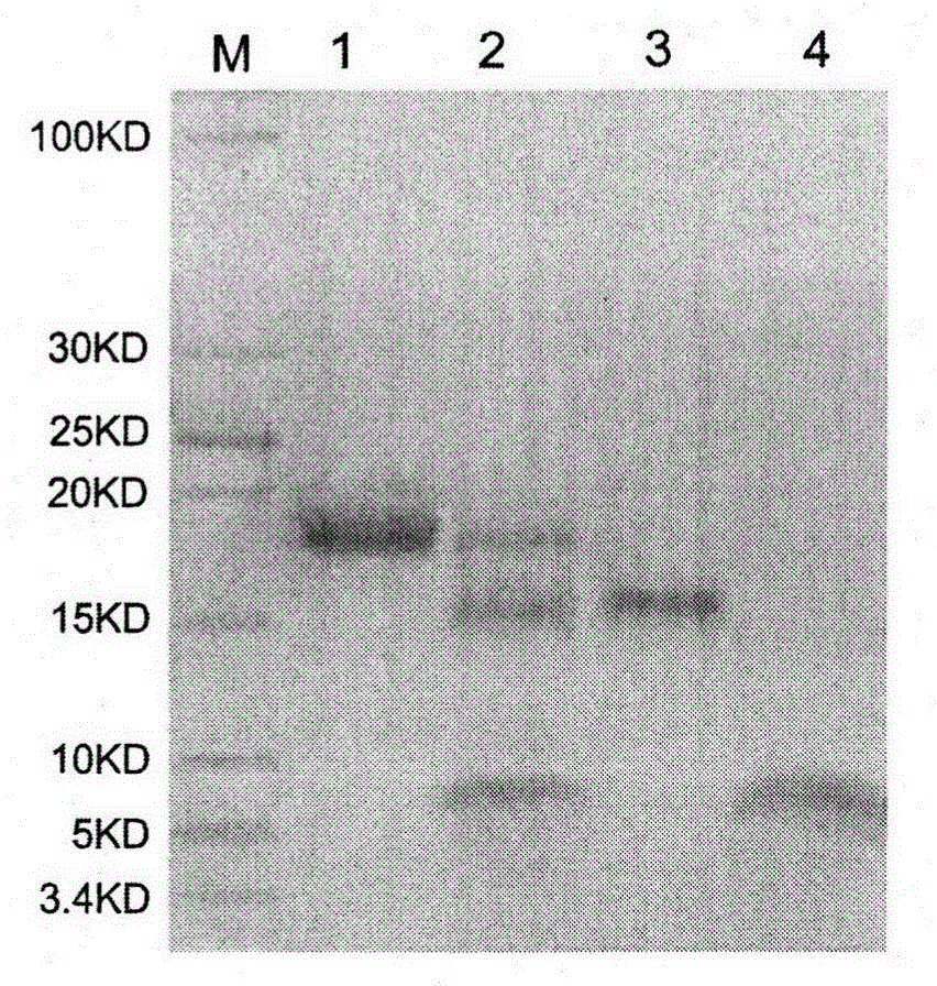 Method of preparing recombinant small molecular protein or polypeptide with hirudin as fusion partner