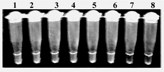 Primers for detection of melon bacterial fruit spot pathogen lamp