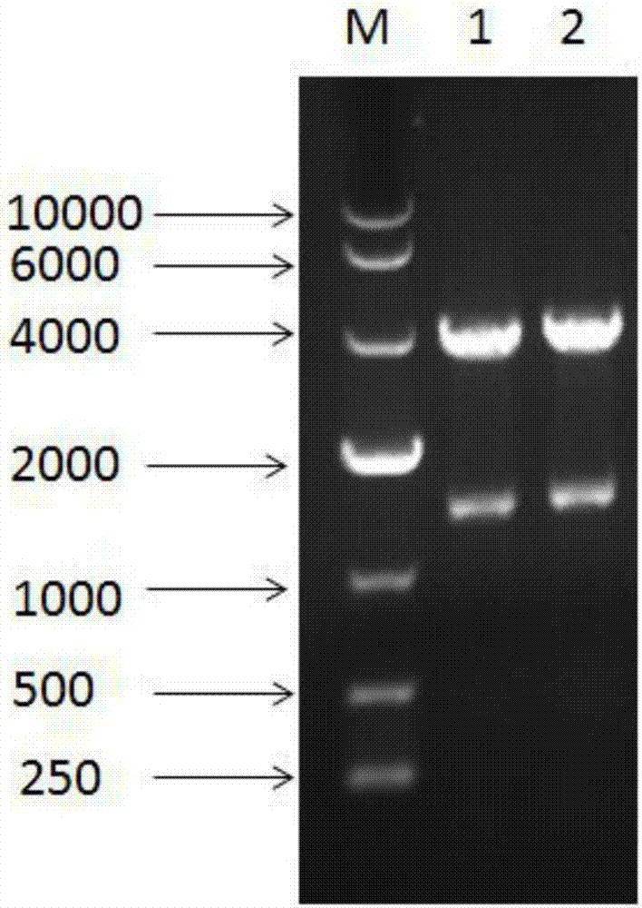 Pichia yeast recombinant bacteria for expressing Streptomyces sp. FA1 (fertilization antigen 1) source xylanase