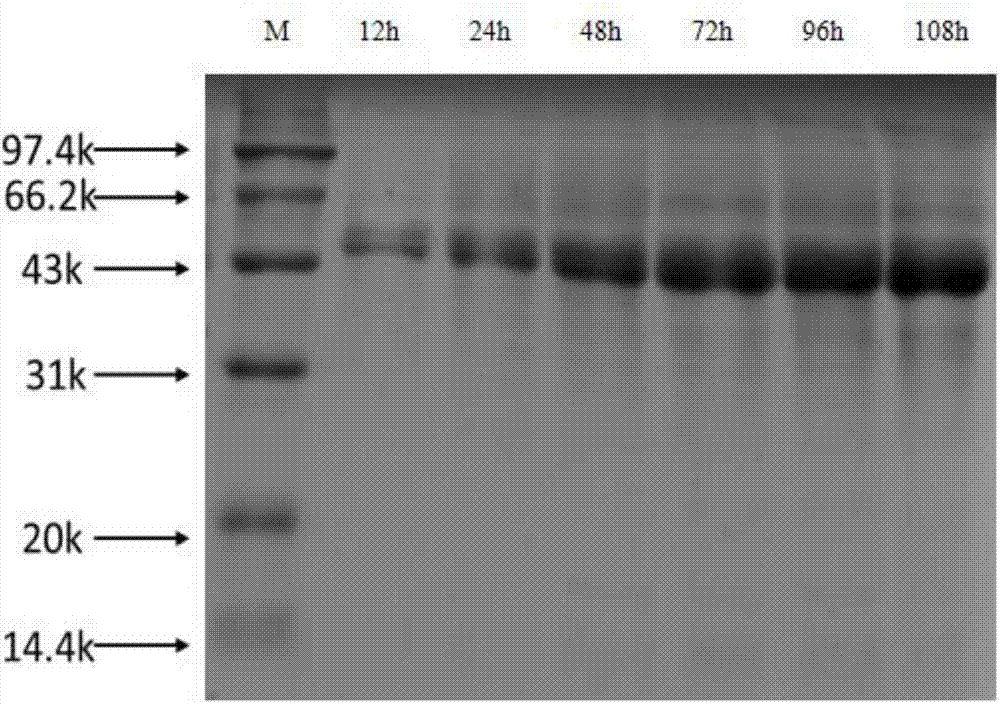 Pichia yeast recombinant bacteria for expressing Streptomyces sp. FA1 (fertilization antigen 1) source xylanase