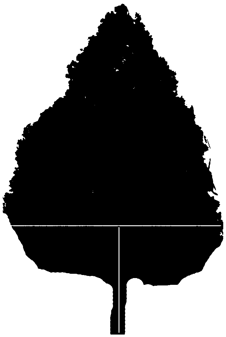 A Method for Analyzing Crown Shape Images of Cupressaceae Plants