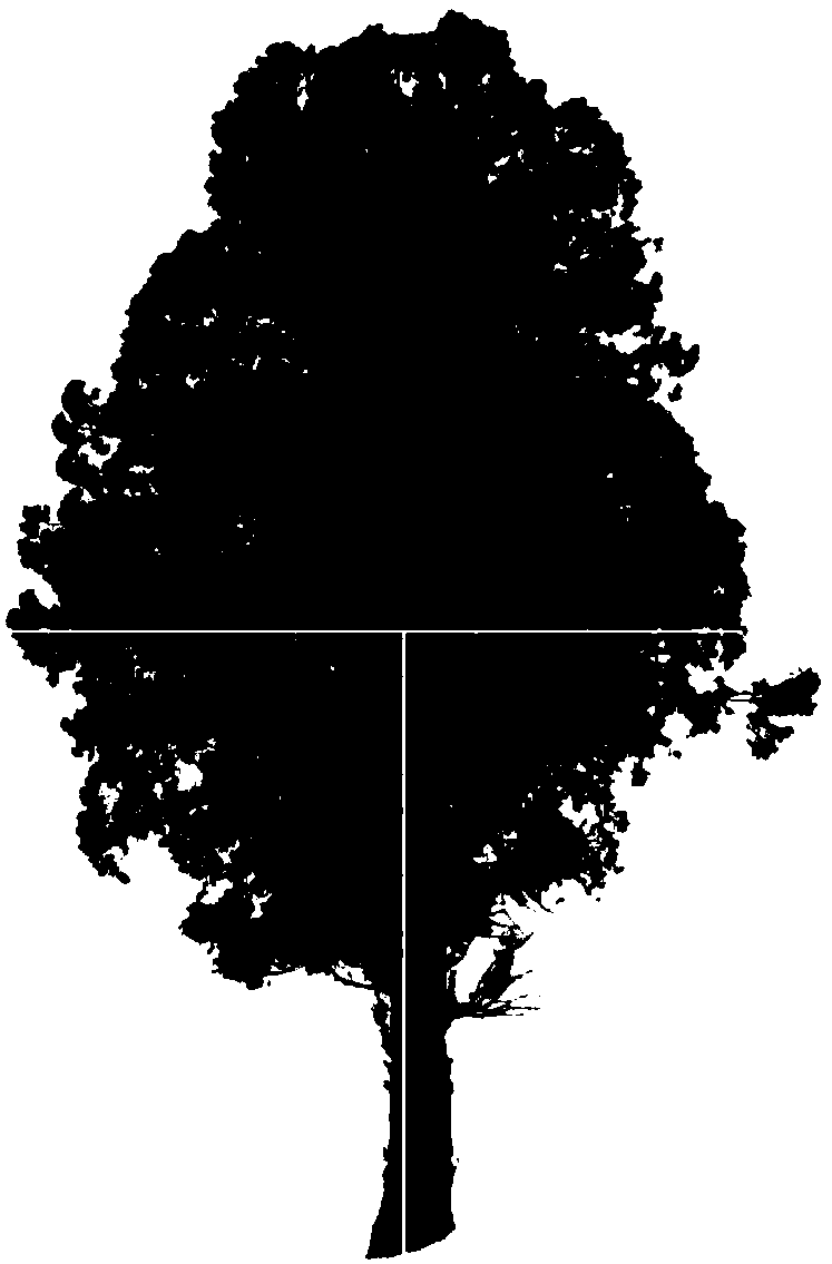 A Method for Analyzing Crown Shape Images of Cupressaceae Plants