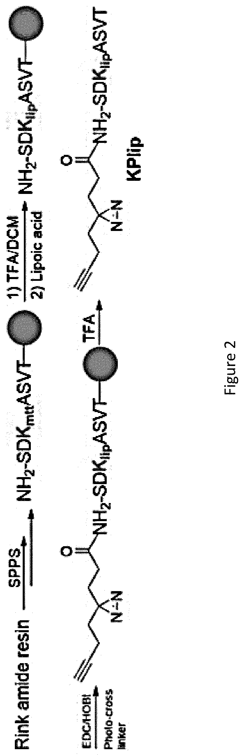 Compound and a method for identifying a protein using said compound