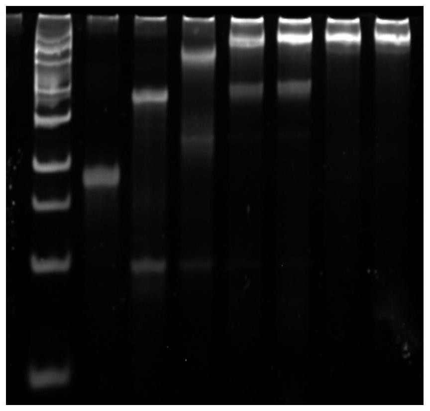 Nucleic acid nano structure probe and preparation method and application thereof