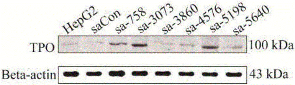 saRNA molecules of TPO genes and application of saRNA molecules