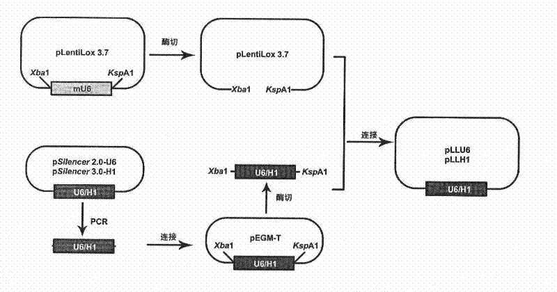 Method for constructing tandem expression small interfering RNA recombinant lentiviral vector