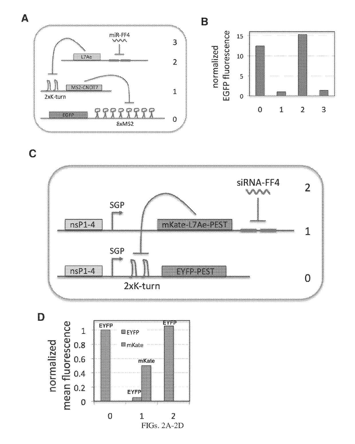 Rna-based logic circuits with RNA binding proteins, aptamers and small molecules