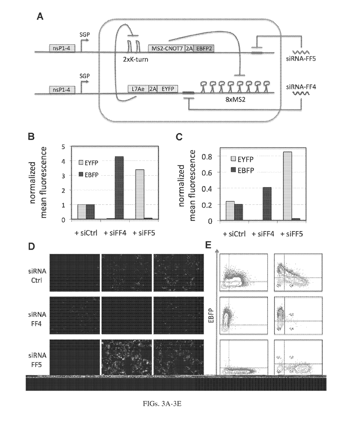 Rna-based logic circuits with RNA binding proteins, aptamers and small molecules