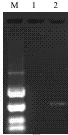 NASBA primer, kit and method for detecting peach latent mosaic viroid