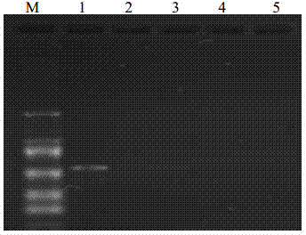 NASBA primer, kit and method for detecting peach latent mosaic viroid