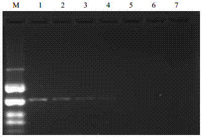 NASBA primer, kit and method for detecting peach latent mosaic viroid