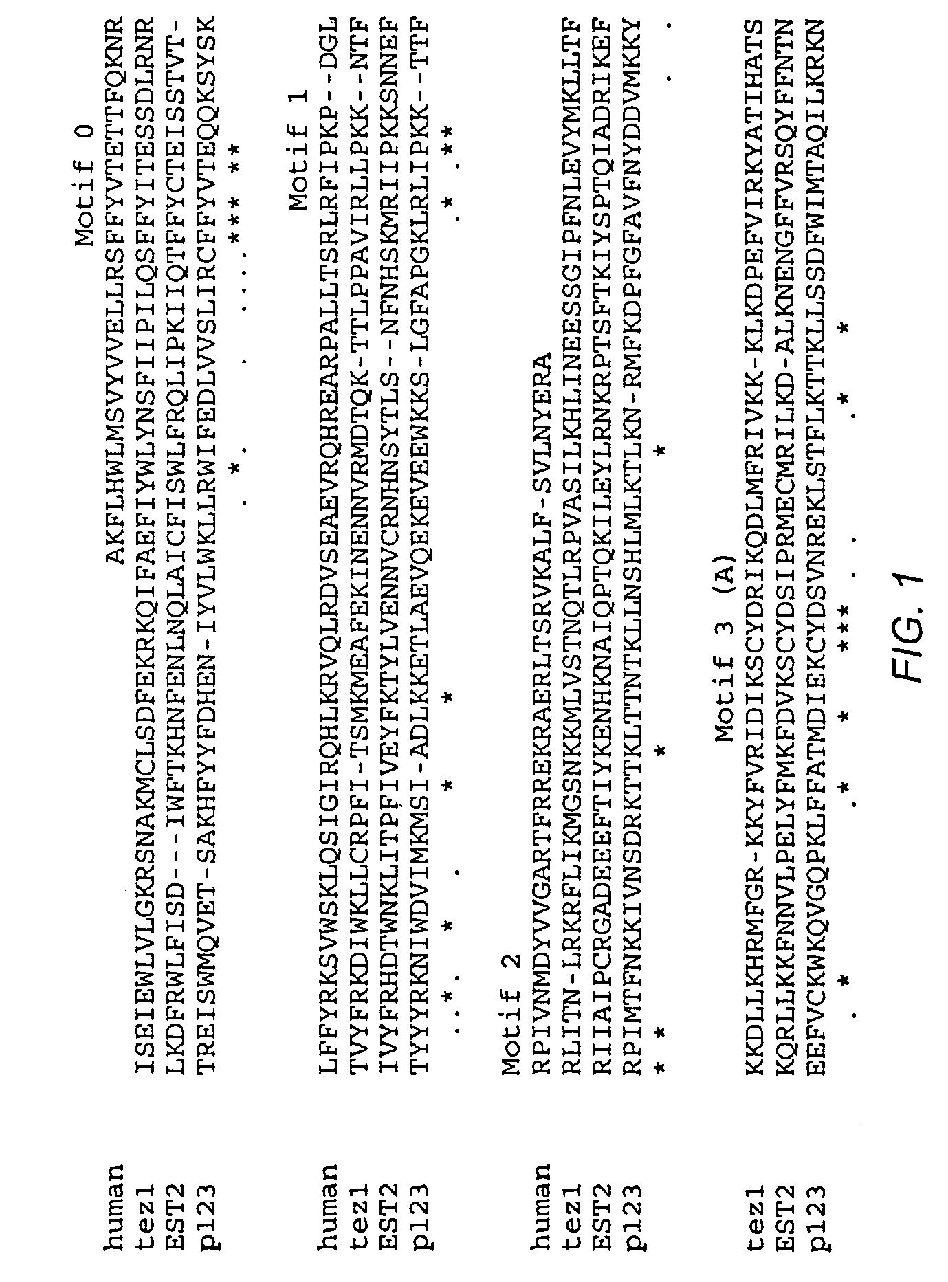 Nucleic acids encoding human telomerase reverse transcriptase and related homologs