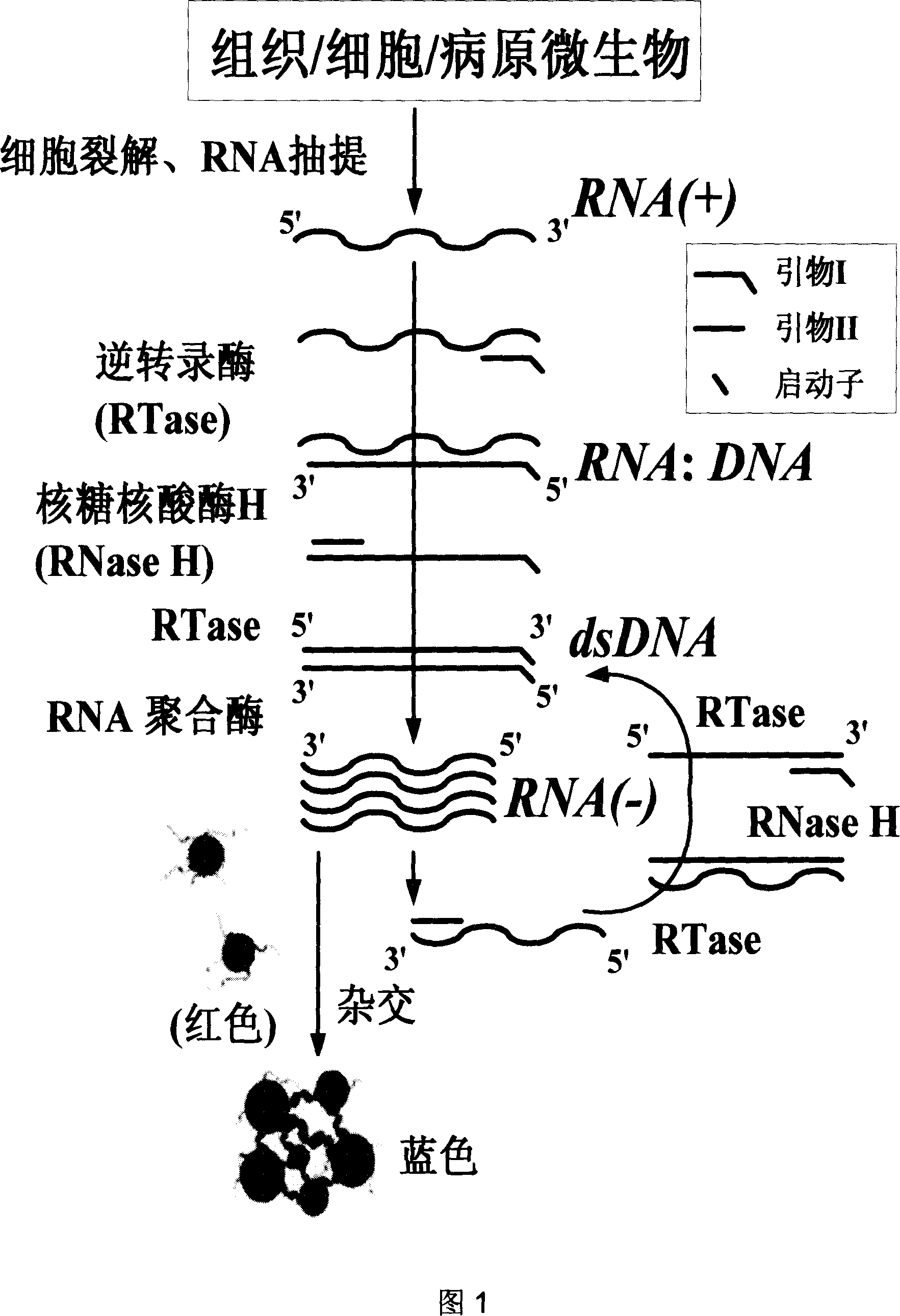 Detecting method for RNA isothermal transcription amplification and its reagent kit