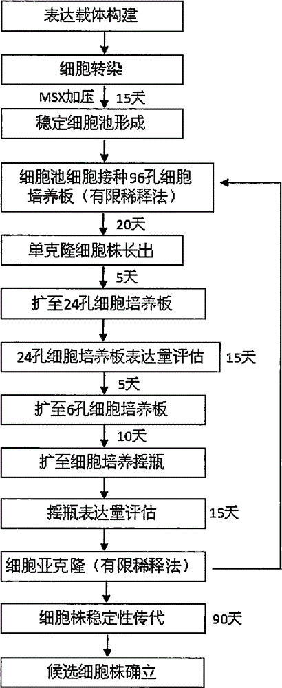 Efficient screening method of exogenous protein expression cell strain