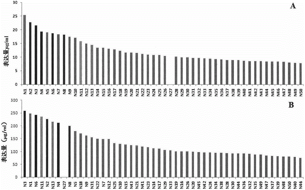 Efficient screening method of exogenous protein expression cell strain