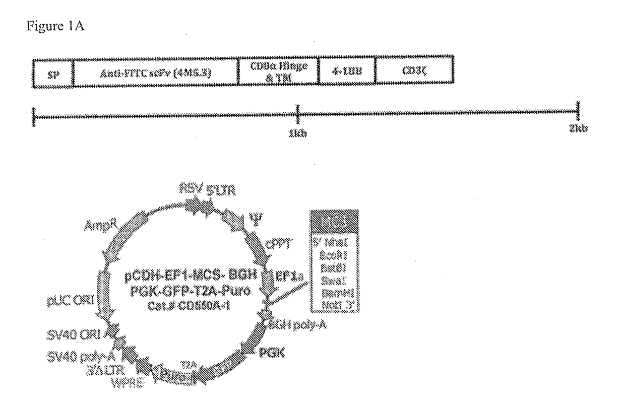 Chimeric antigen receptor-expressing t cells as Anti-cancer therapeutics