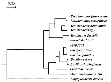 Bacillus subtilis for preventing and controlling plant fungal disease and application of bacillus subtilis