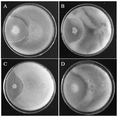 Bacillus subtilis for preventing and controlling plant fungal disease and application of bacillus subtilis