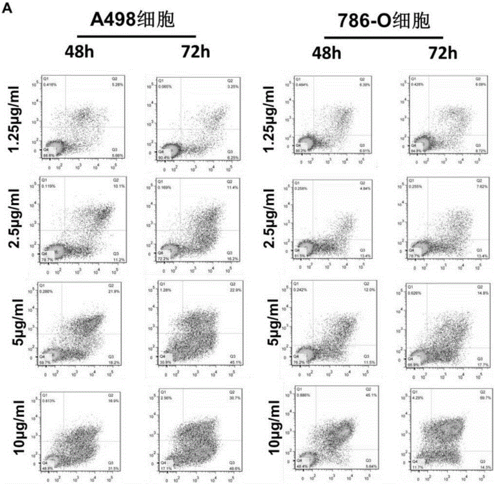 Application of cuprous oxide nanoparticles to preparation of medicine for treating renal cancer diseases